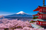 富士山＆五重塔＆桜が見られる絶景桜まつりが開催中止！民家の庭先で◯◯するなど、犯罪級のマナーの悪さが多発した結果