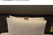 【画像】ぬい活界隈、ホテルへの迷惑行為で叩かれてしまう