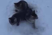 ３匹の子ネコが雪道で立ち往生していた。しっぽが凍って動けないようだ → 温かいコーヒーで救出してみた…