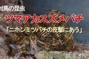 ペンギンさん、ミツバチに刺された結果とんでもないことに…