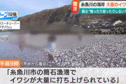【謎】新潟にイワシが大量に打ち上げられる、たぶん、お前らの想像の十倍打ち上げられる