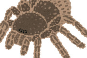 タランチュラ(数千円、ふさふさでかわいい、餌は数日に１回、寿命は15年以上)←理想のペットじゃん