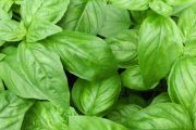 【急募】バジルの使い方！