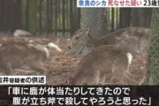 【奈良】シカに自分の車を頭突きされ激怒、斧で殺害した男に懲役10ヵ月執行猶予3年の判決