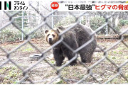 【衝撃動画】「ヒグマ」が怖すぎるｗｗｗｗ「ヒグマ」、身体能力がヤバすぎる…これは…