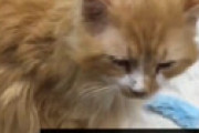 【動画】 猫「19キロ歩いてやっと帰れたわ」 ⇒ 家族「もう要らないから安楽死で」
