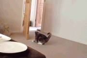 【ねこGIF】驚異のジャンプ、こねこぺろぺろ ほか【再】