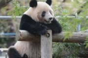 上野動物園のパンダ「シャンシャン」、２月中旬～３月上旬に返還…中国側と合意