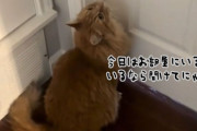 大学進学でいなくなった娘の部屋の前で、出てくるのを待ち続ける猫の姿に涙