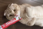 【要注意】猫に『ちゅーる』をあげすぎるのはアカンかもしれない… その理由が…