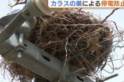 【新潟】“カラスの巣”による停電防止へ協力を！１年間で約６０００個の巣撤去も「イタチごっこ…」