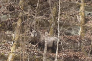 今日天然記念物のカモシカに初めて遭遇した