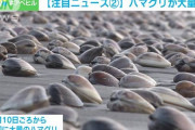 【緊急】大地震前の予兆か？ 千葉県九十九里浜で「ハマグリ大量打ち上げ騒動」