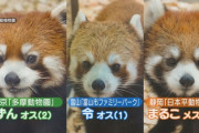 【どうぶつ】レッサーパンダ3頭、慎重派にやんちゃ坊主も　39年ぶりに名古屋で公開、空中通路も　(動画あり)