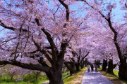 桜の香りに包まれる幻想的な空間に、心が癒される「令和5年背割堤さくらまつり」