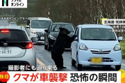 【衝撃動画】巨体ヒグマが運転中の車に襲いかかる映像がヤバすぎる…怖い…