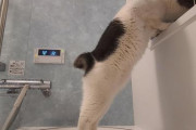【悲報】ワイんちのネッコ、風呂に邪魔しにくるｗｗｗｗｗｗｗｗｗｗｗｗ