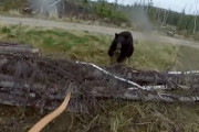 【衝撃動画】熊に襲われる動画、怖すぎる！！巨大な熊が…