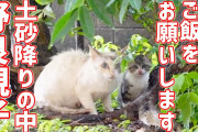 おんj「深夜公園にて野良猫を懐かせる」部