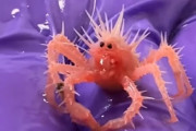 トゲトゲでキョトン顔。深海のカニの赤ちゃんが新たなネットアイドルに