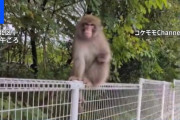 サル出没…今度は東京・吉祥寺で「怖い」 23区で相次ぐ目撃、通行人威嚇も