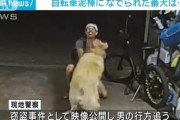 【悲報】ゴールデンレトリバーさん、役立たず【動画】