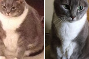 外国人「ダイエットに成功した猫のビフォーアフターを見せていく！」
