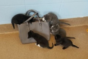 【ねこ画像】なぜかバッグに興味津々の子猫ちゃん達…このままお持ち帰りしたくなりますwww