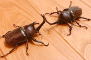 カブトムシってなんの役にも立たないくせに人気者じゃん