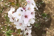 【画像】桜きれいだから持って帰ってきたったｗｗｗｗｗｗｗｗｗ