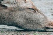 駆除したシカはどうすると思う？