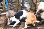 小さな狩猟犬「シーリハム・テリア」を使ったネズミ駆除の映像。