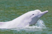 希少な白イルカ、新型コロナウイルス流行のおかげで香港の海に戻る