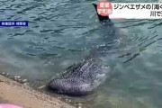 川に現れて死んだジンベエザメ、海遊館が放流した「海くん」と判明