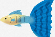 【悲報】グッピー界隈で陰湿なイジメが横行してしまう…