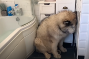 どうしてもお風呂に入りたくない巨大ハスキーの一日... 海外の反応
