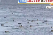 琵琶湖で水鳥が大量死、大津港周辺で50羽確認…原因判明せず「死骸触るな」！