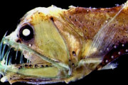 なぜ深海魚はエイリアンのように見えるのか？！