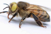 黄色い目のミツバチが見つかる、きわめてレア