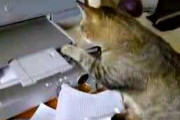 【再掲】【動画】 猫VSプリンター