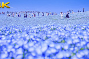 中国人「国営ひたち海浜公園のネモフィラが絶景すぎる」　中国人「空と花の融合」「青は心を落ち着かせる」