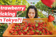 海外「みんなおいしそう！」「日本のいちごはいい！」東京でのいちご狩り＆いちごスイーツ体験ガイドに夢中