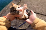 例の海で子猫拾った系YouTuber、「駐車場に居たらゴボゴボ溺れる声が聴こえた」とか言い始める
