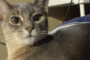 ワイくん、飼い猫と初めての年越しを迎える