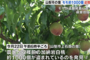 山梨市上石森　新たなモモ盗難の被害　今度は1000個　「あとは収穫するだけのところまできてたのに」