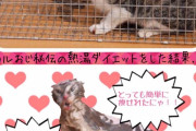 ワイ、猫ちゃんが熱湯をかけられる動画を見てしまいマジ激怒?