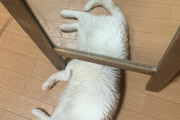 【ねこ画像】鏡の下に潜り込む、ねこ神様、うーにゃーいーつ ほか