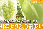 シャインマスカットが激安　背景に処理水放出により中国輸出減の影響