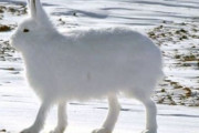 【画像】北極のウサギ、とんでもないお姿をしておられる