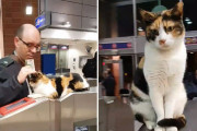 【わんにゃん画像】自発的に自動改札の案内係を務めている猫、猫民カード、頭をコロコロ ほか